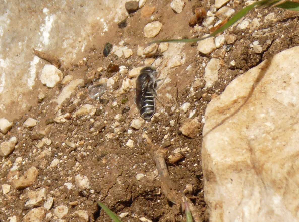 Apina che raccoglie terra: Osmia sp.?